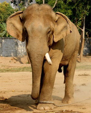 elephant-tied-with-rope